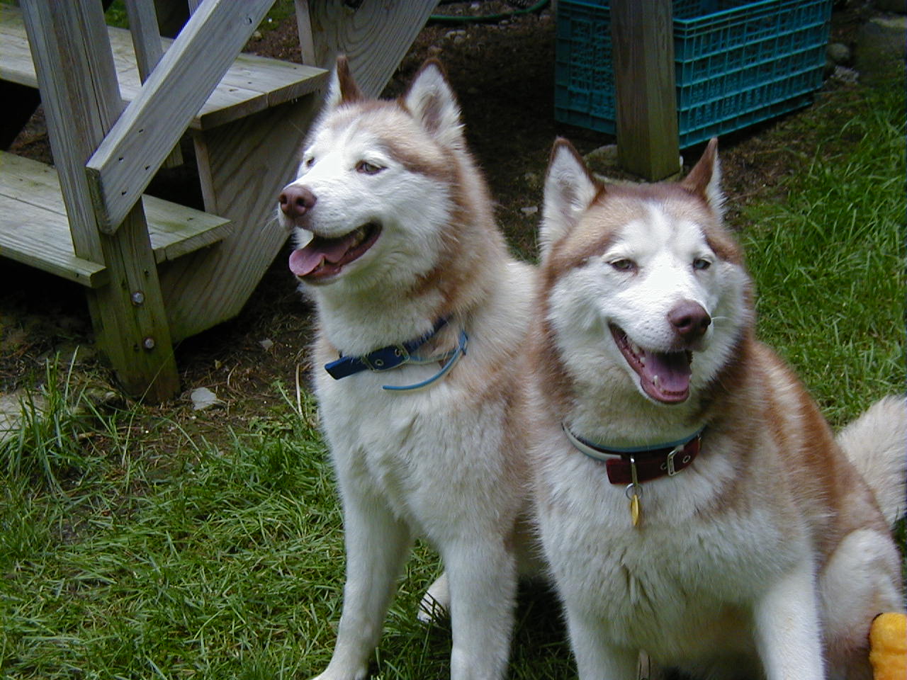 Laverne and Shirley, both red and white Siberian Huskies from the same litter.  Shirley passed away in December 2007, 6 years old. Laverne passed away in September 2014, nearly 13 years old. They are both missed.